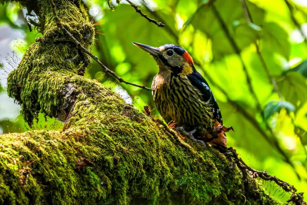 DSC03894 Nepal Birding Tour | Bird Watching Tour in Nepal