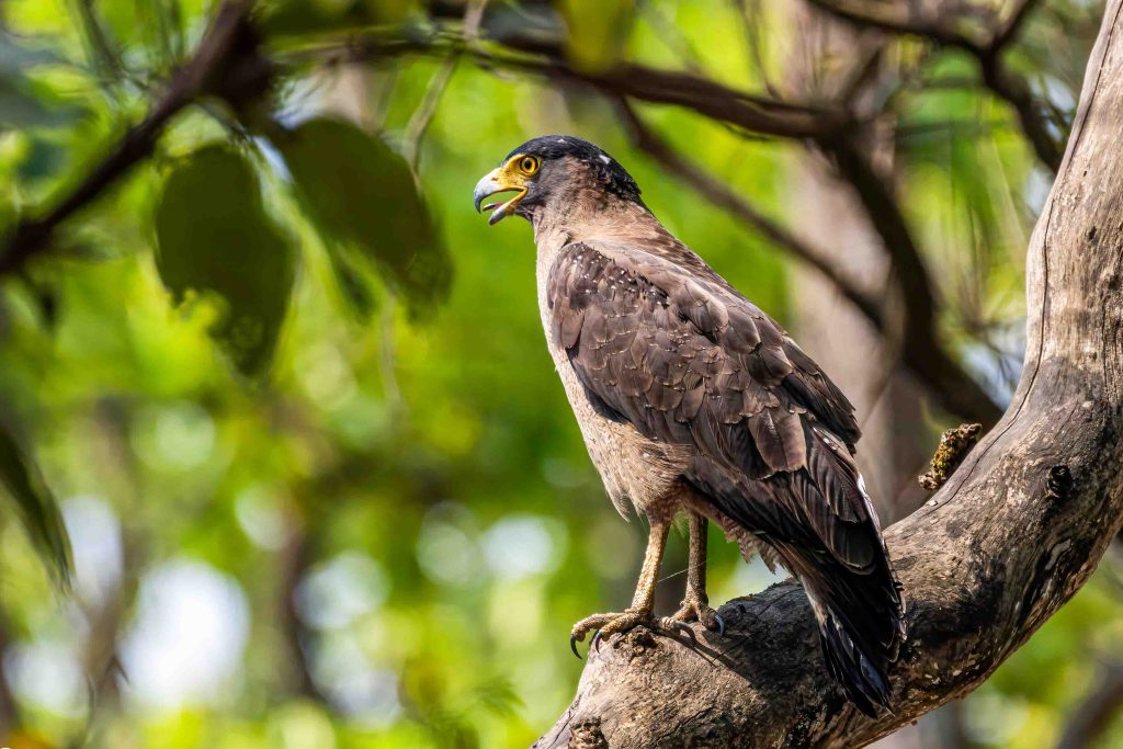 DSC0529 Edit Nepal Birding Tour | Bird Watching Tour in Nepal