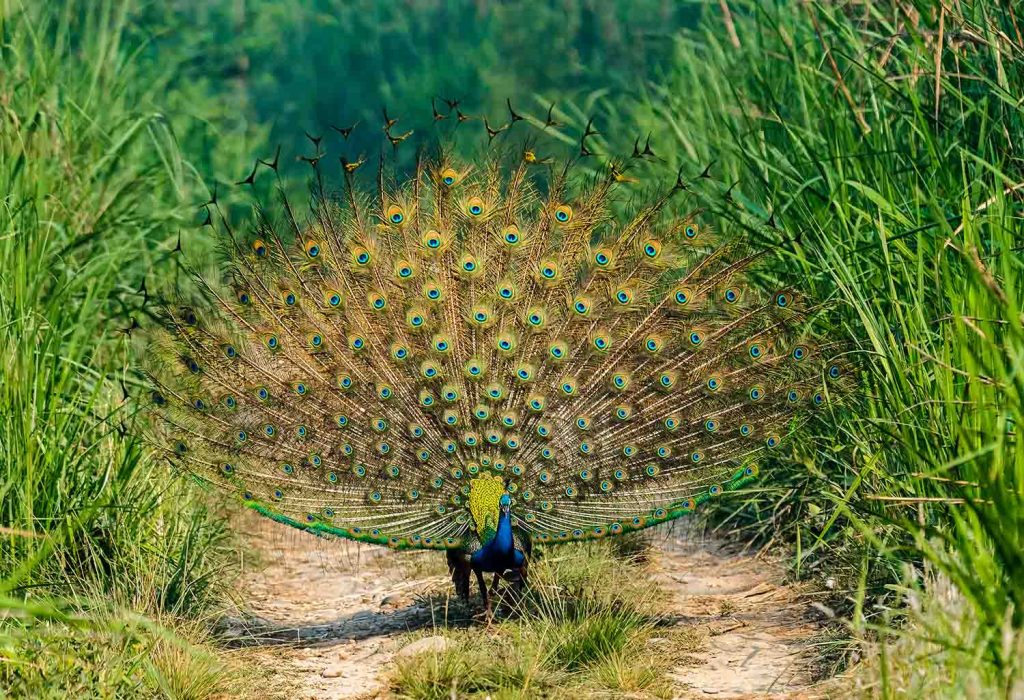 DSC4178 Nepal Birding Tour | Bird Watching Tour in Nepal