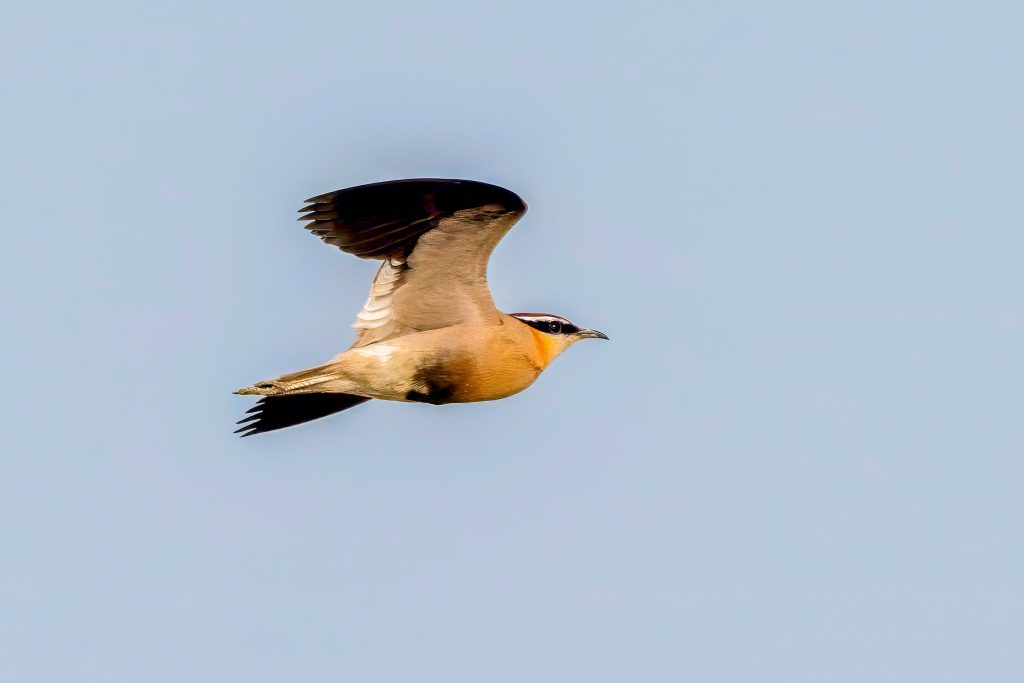 DSC6834 2 Edit Nepal Birding Tour | Bird Watching Tour in Nepal