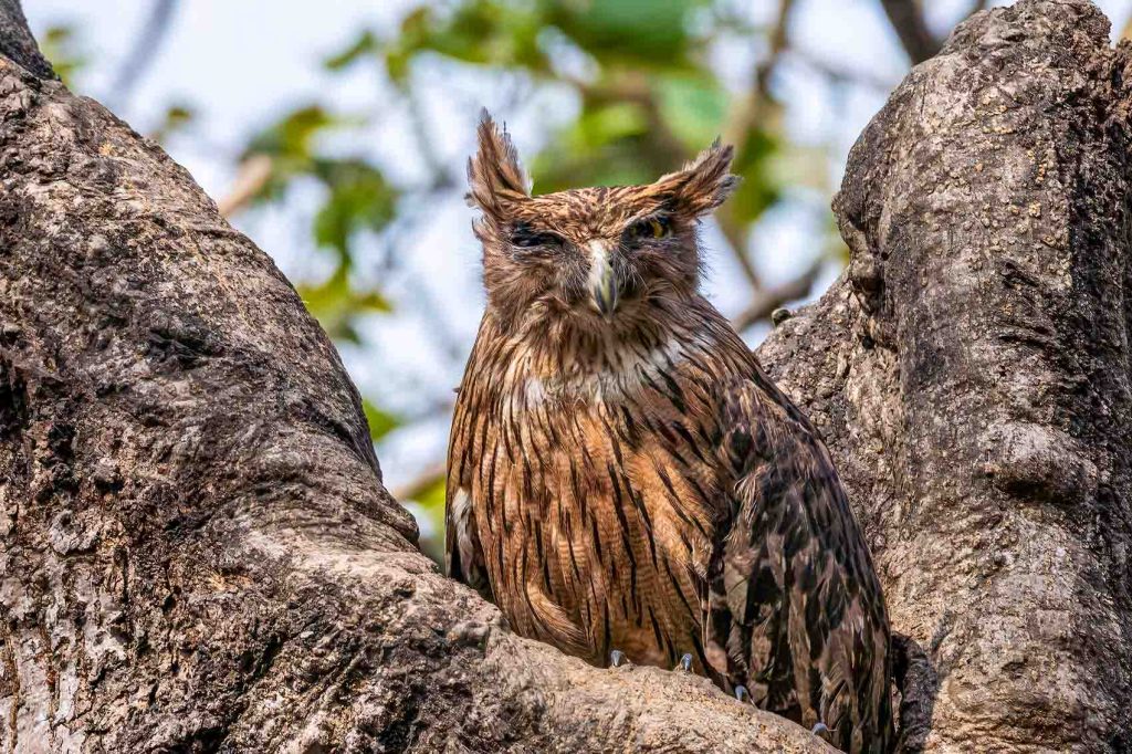 DSC7075 2 Edit Nepal Birding Tour | Bird Watching Tour in Nepal