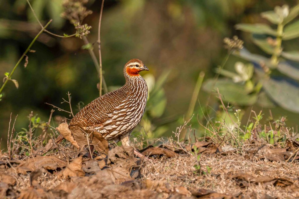 DSC7233 2 Edit Nepal Birding Tour | Bird Watching Tour in Nepal