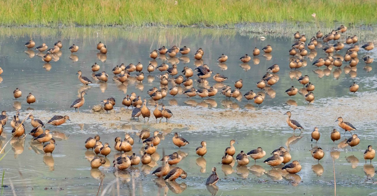 Bird Watching in Nepal