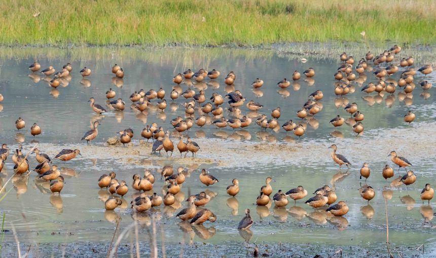 Bird Watching in Nepal