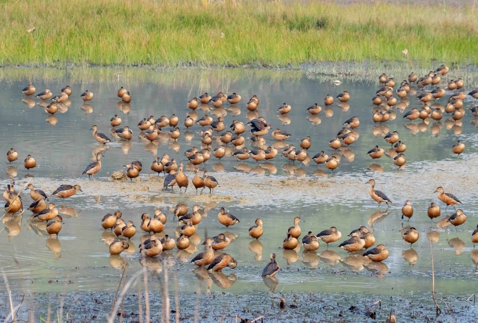 Bird Watching in Nepal