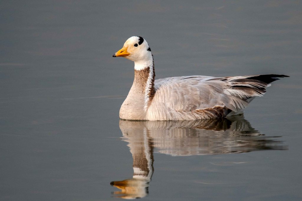 DSC 2806 Nepal Birding Tour | Bird Watching Tour in Nepal
