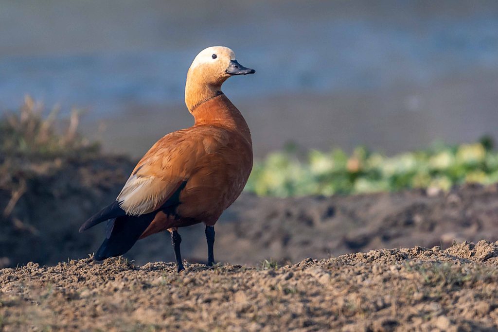 DSC 5226 Nepal Birding Tour | Bird Watching Tour in Nepal