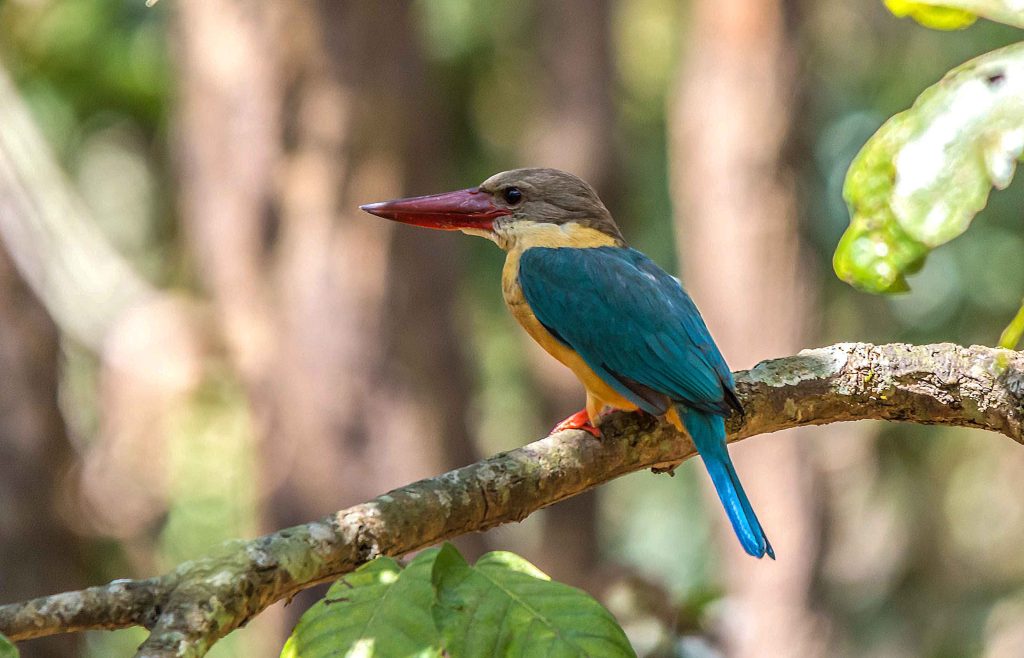 DSC 9691 Nepal Birding Tour | Bird Watching Tour in Nepal