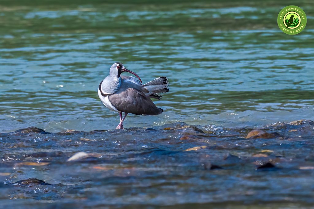 तिलहरी चरा Ibisbill Nepal Birding Tour | Bird Watching Tour in Nepal