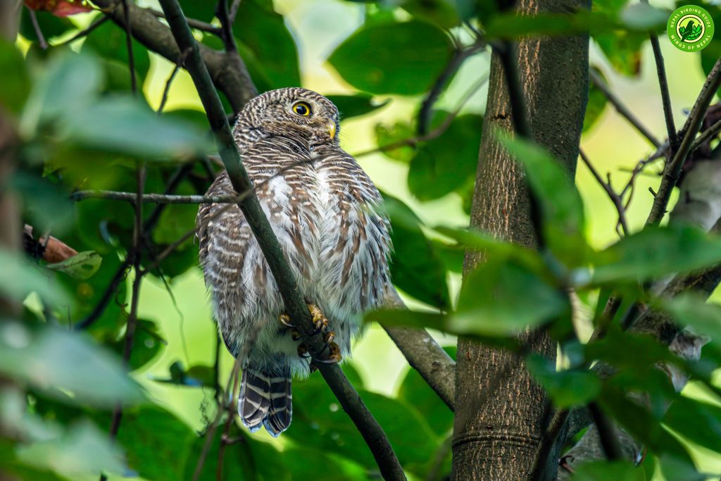 Annapurna Conservation Area Nepal Birding Tour | Bird Watching Tour in Nepal