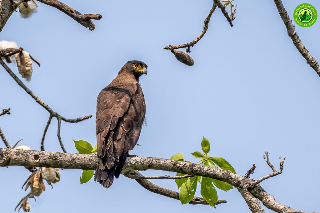 Bardia National Park Nepal Birding Tour | Bird Watching Tour in Nepal
