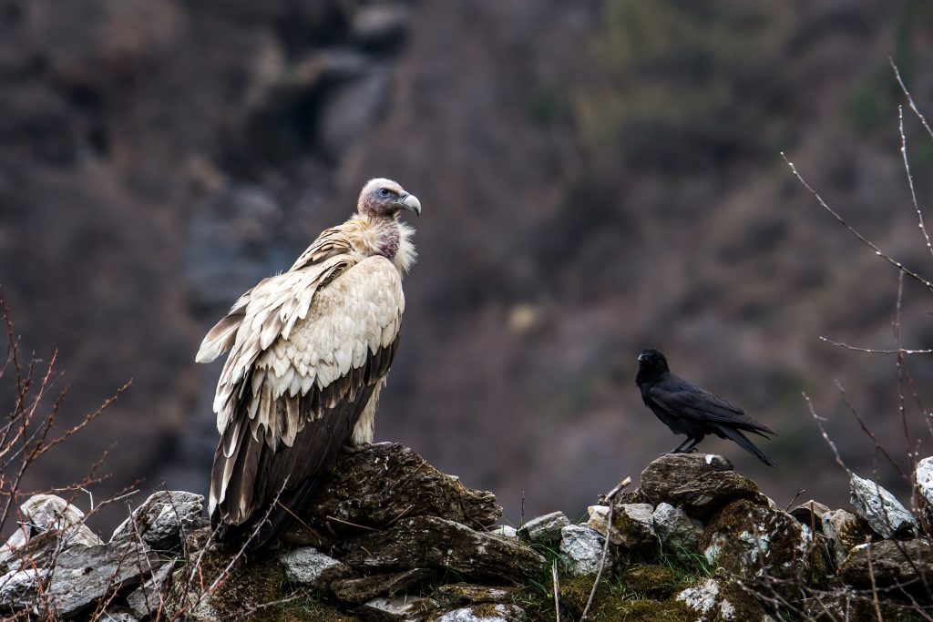 Bird Photography in Manaslu Nepal Birding Tour | Bird Watching Tour in Nepal