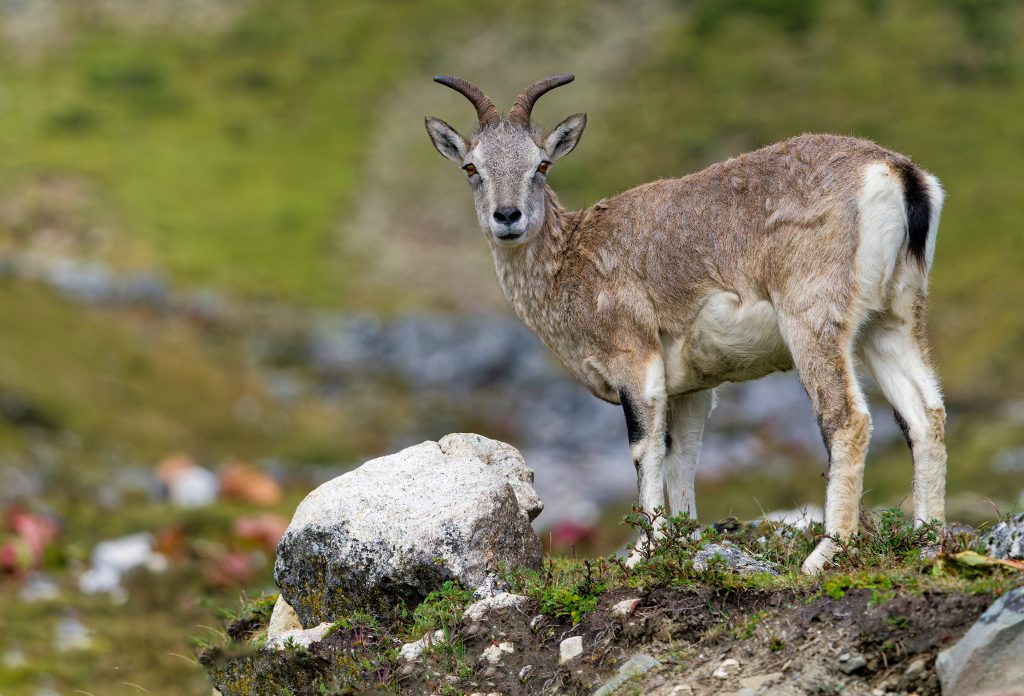 Blue Sheep Nepal Birding Tour | Bird Watching Tour in Nepal