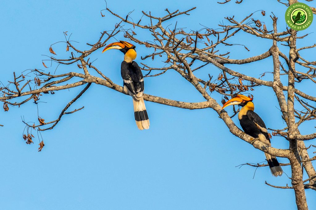 Chitwan National Park 1 Nepal Birding Tour | Bird Watching Tour in Nepal