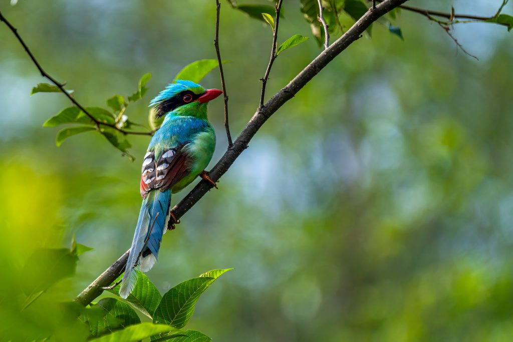 Explore Thrilling Birding Tours Across Nepal