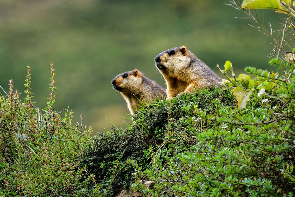 Himalayan Marmot Nepal Birding Tour | Bird Watching Tour in Nepal