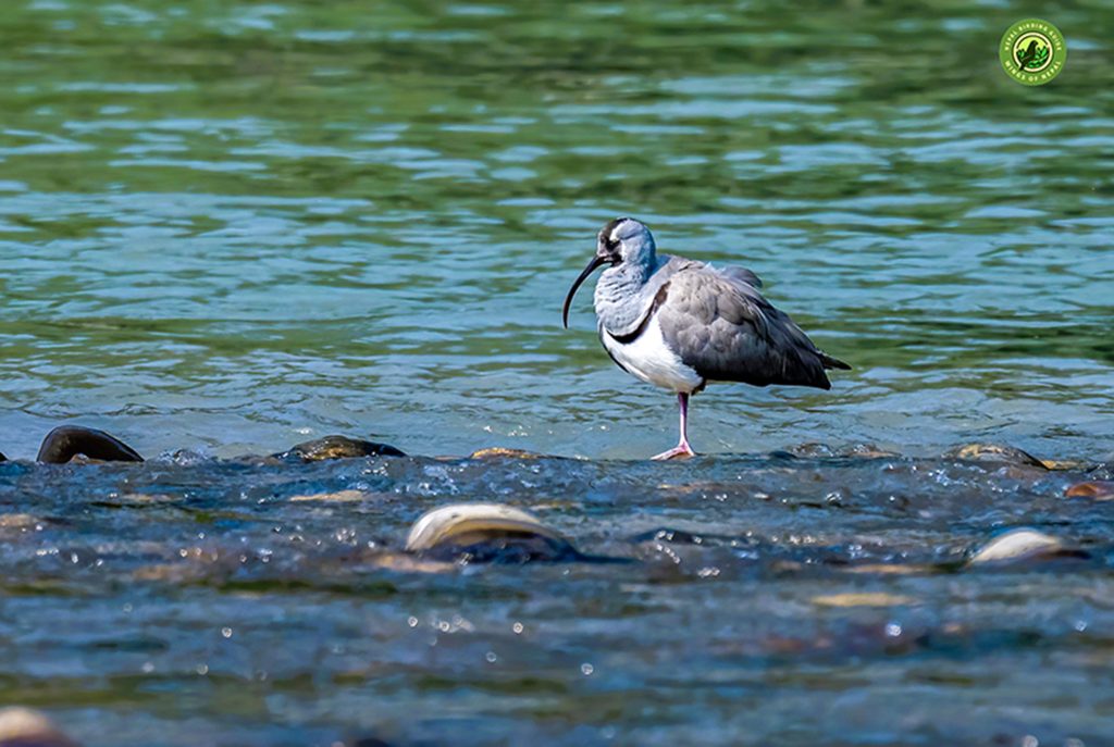 Ibisbill Nepal Birding Tour | Bird Watching Tour in Nepal