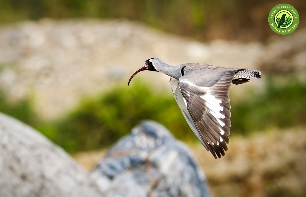 Ibisbill Migration Nepal Birding Tour | Bird Watching Tour in Nepal