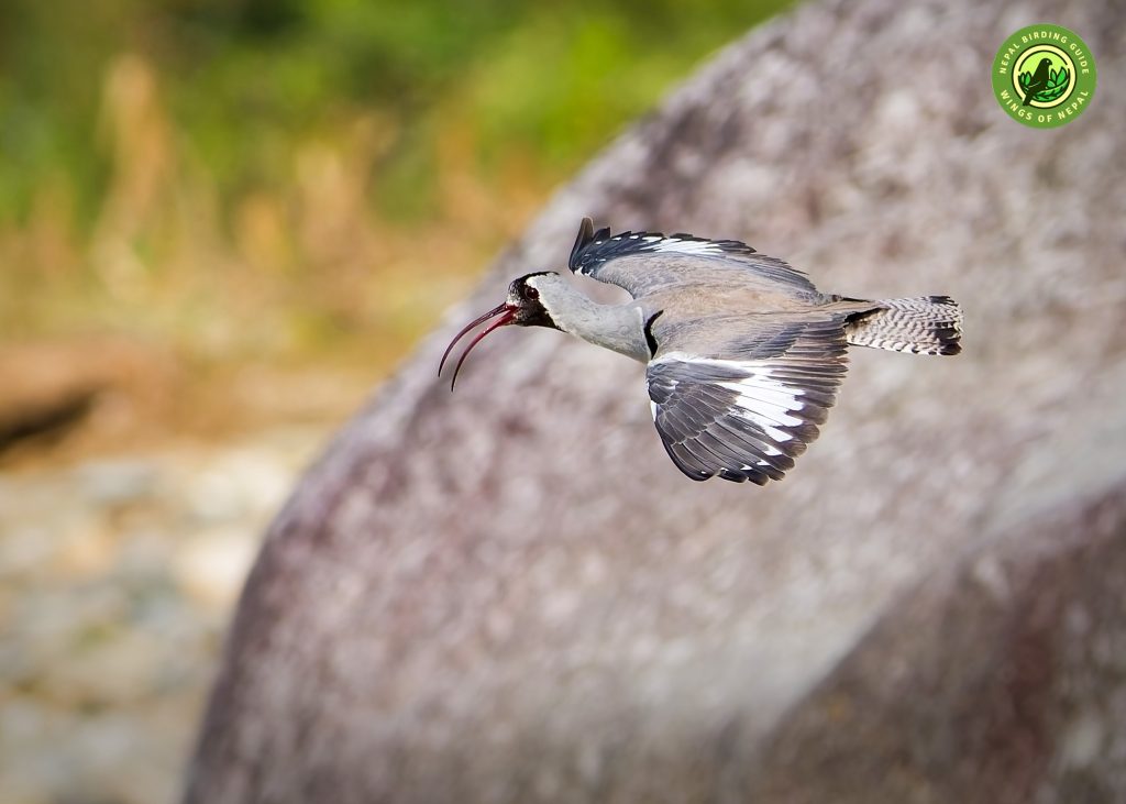 Ibisbill Tour Nepal Birding Tour | Bird Watching Tour in Nepal