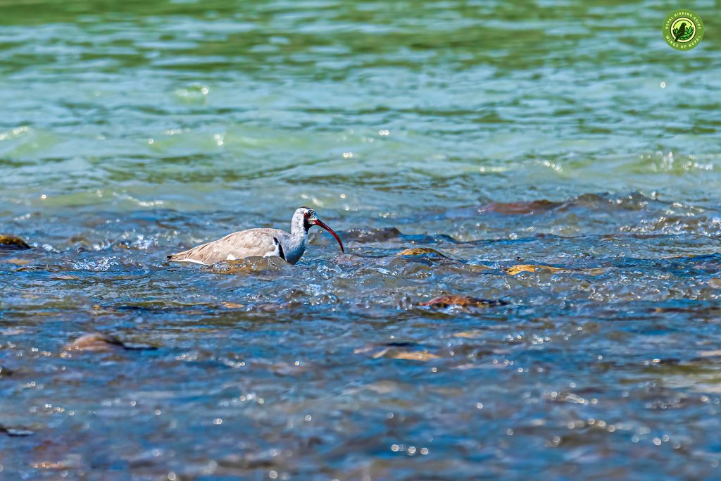 Ibisbill Tours 1 Nepal Birding Tour | Bird Watching Tour in Nepal