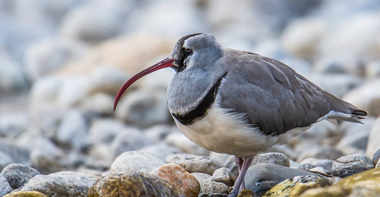 Ibisbill Tour in Nepal