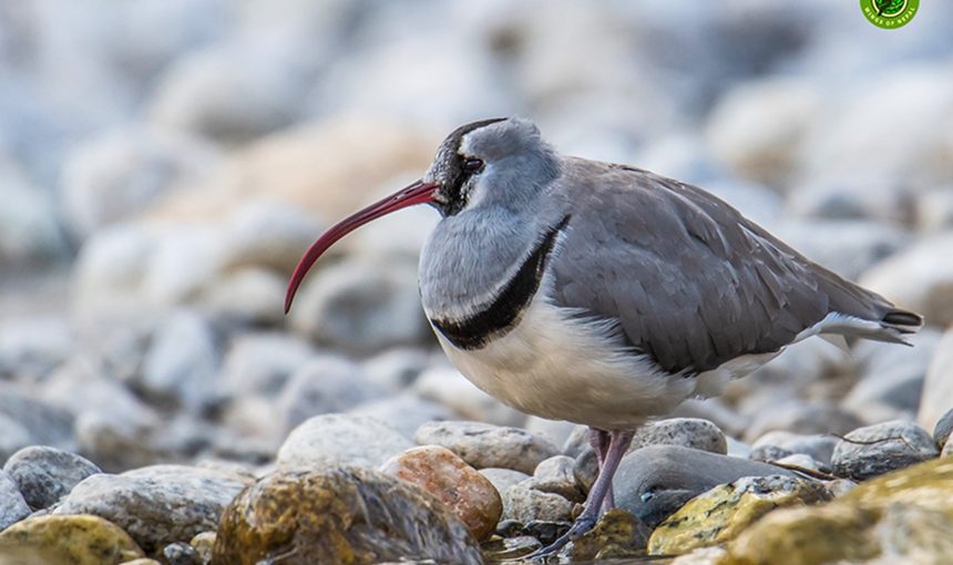 Ibisbill Tour in Nepal