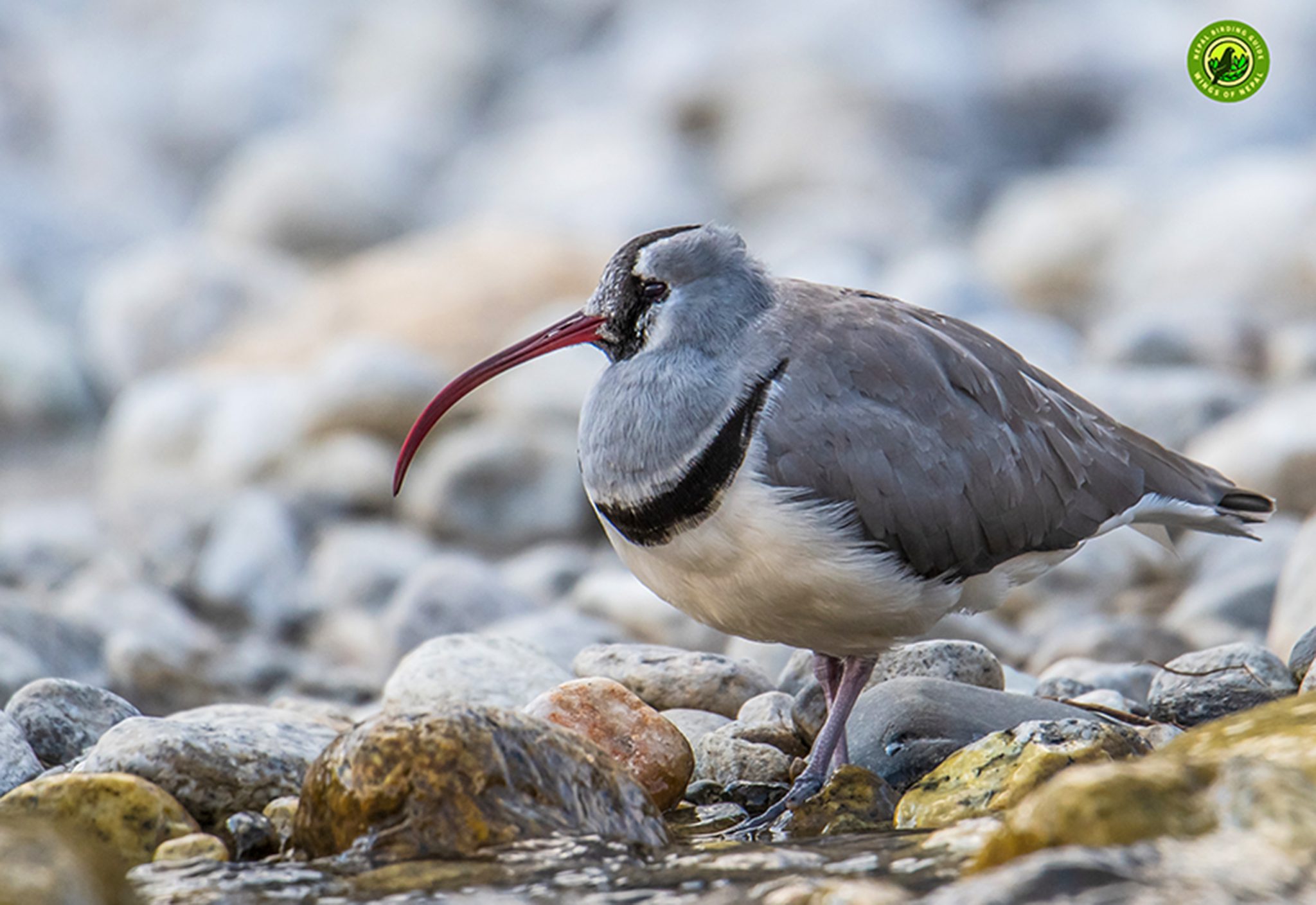 Ibisbill Tour in Nepal