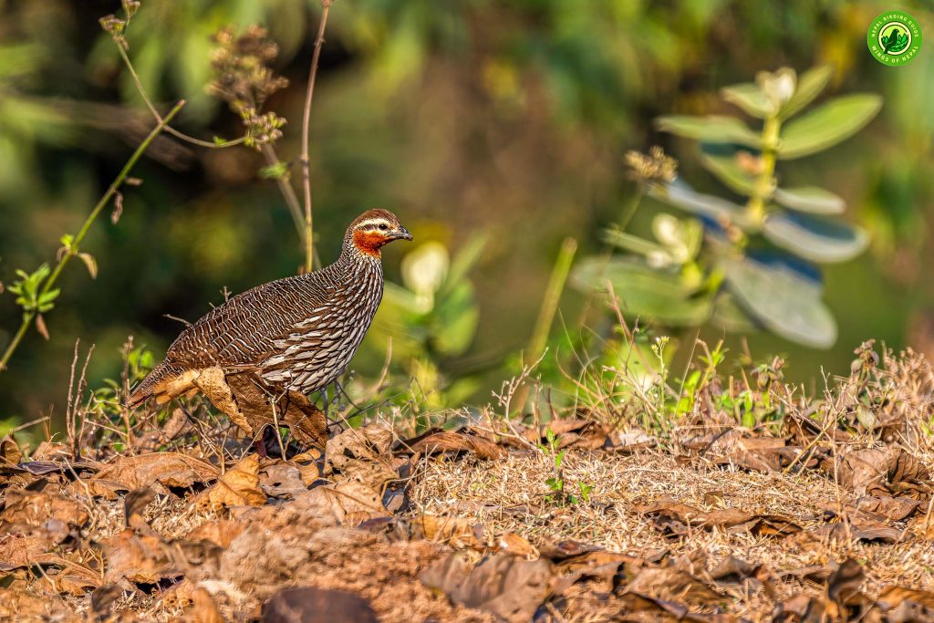 Koshi Tappu Nepal Birding Tour | Bird Watching Tour in Nepal