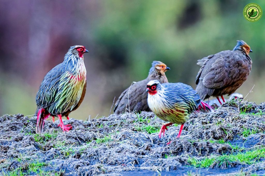 Langtang National Park Nepal Birding Tour | Bird Watching Tour in Nepal