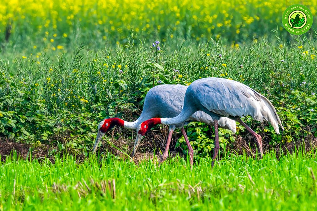 Lumbini area Nepal Birding Tour | Bird Watching Tour in Nepal