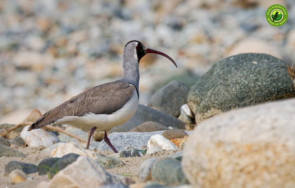 Nepal Ibisbill Tour Nepal Birding Tour | Bird Watching Tour in Nepal