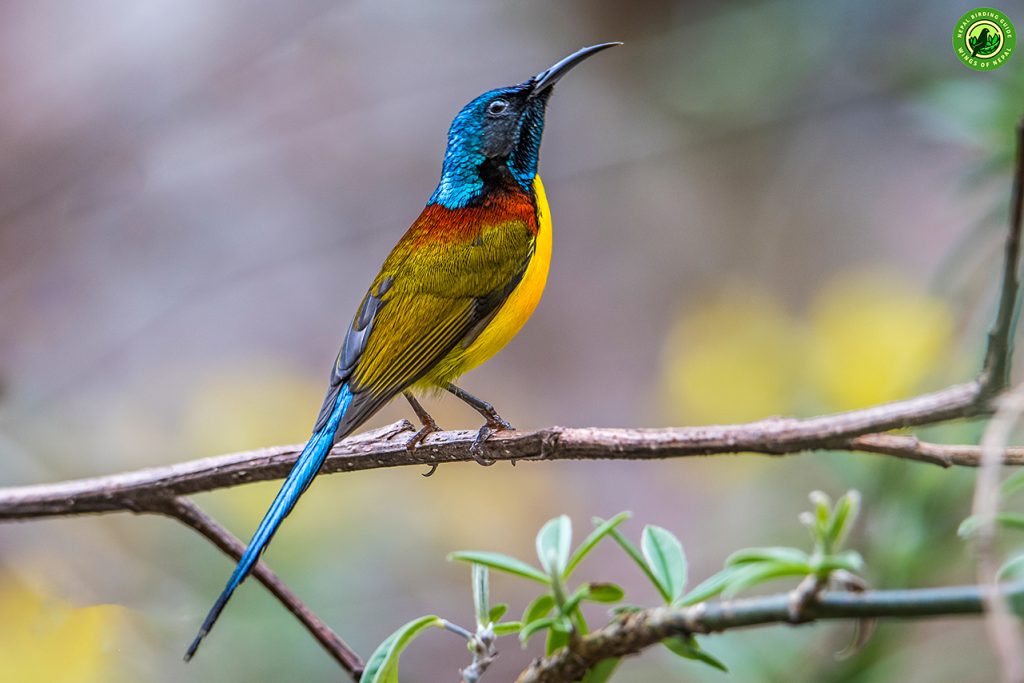 Phulchowki Birding Nepal Birding Tour | Bird Watching Tour in Nepal