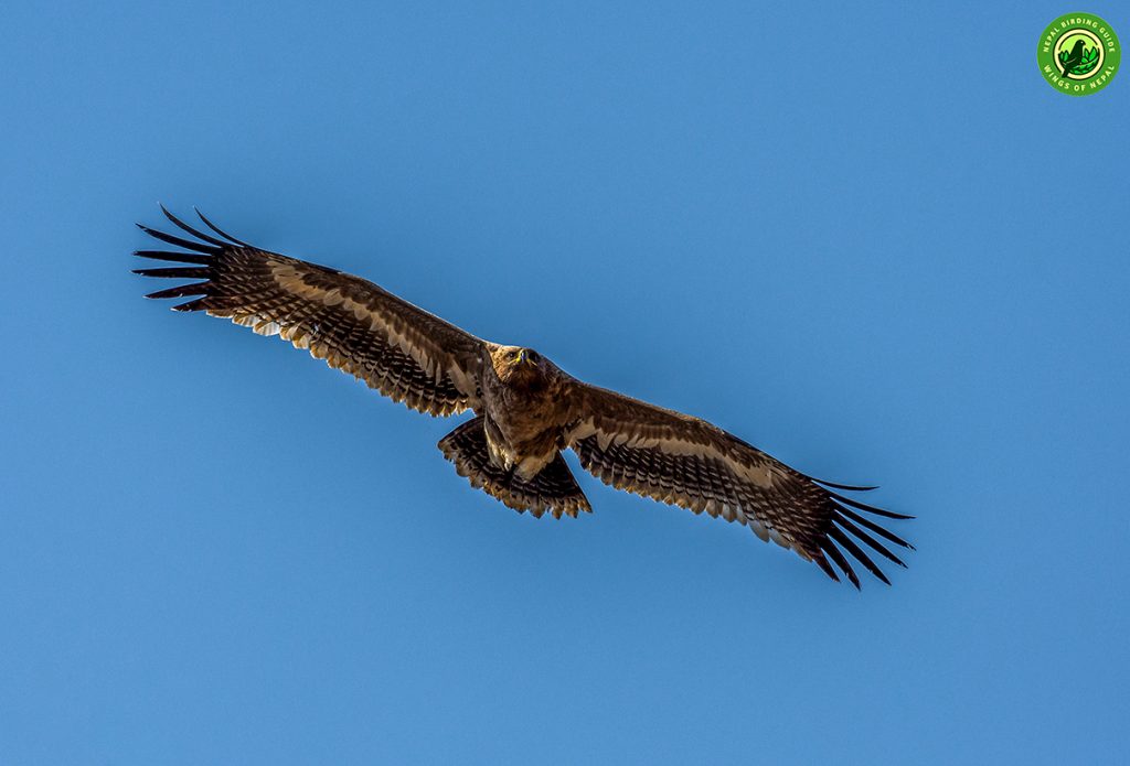 Raptor Around Pokhara Nepal Birding Tour | Bird Watching Tour in Nepal