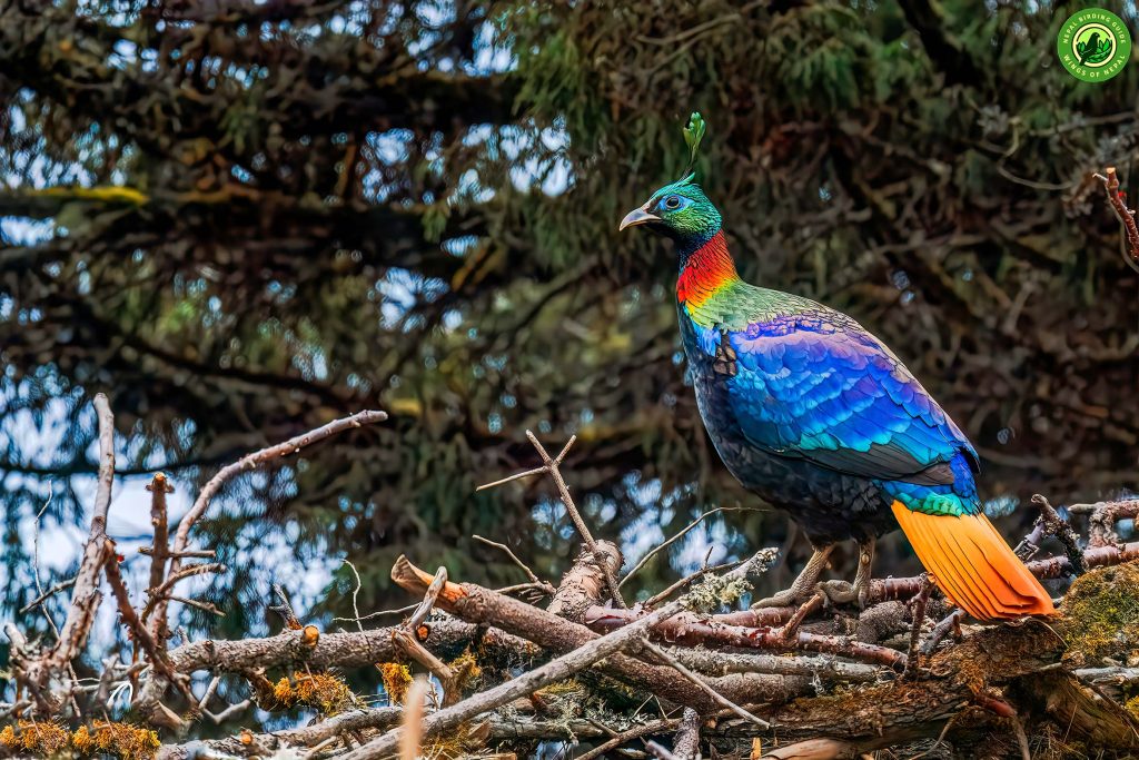 Sagarmantha National Park Nepal Birding Tour | Bird Watching Tour in Nepal