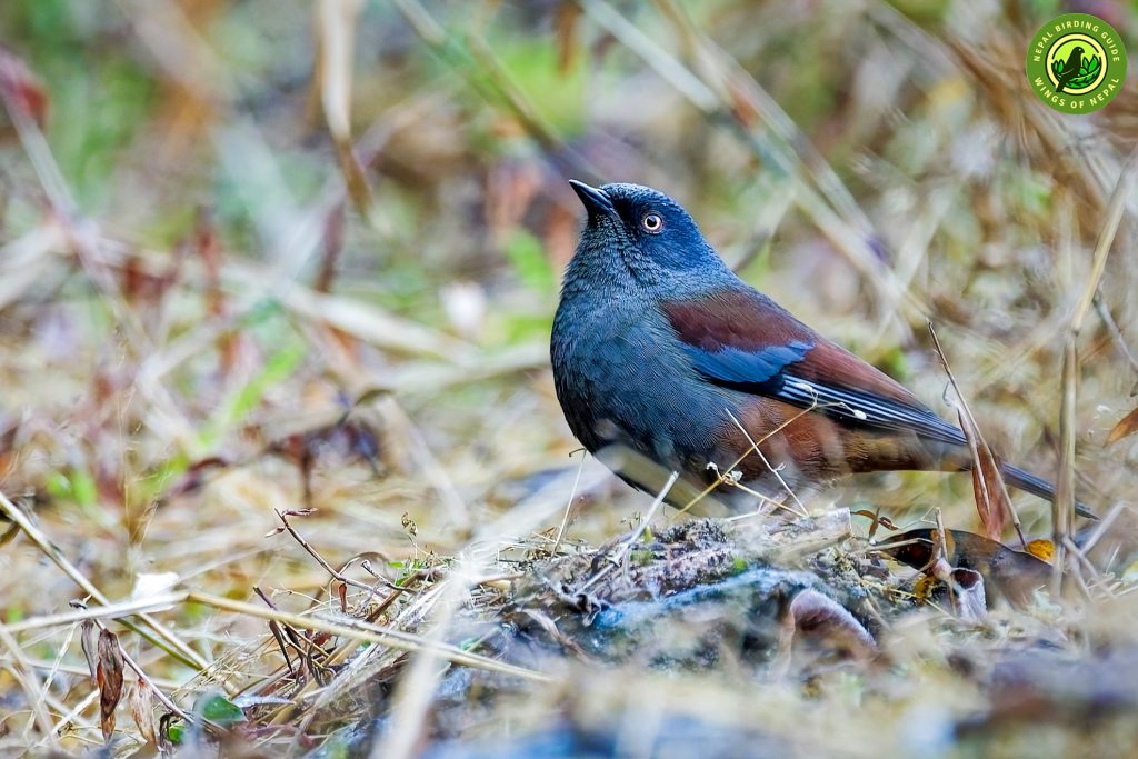 Shivapuri National Park Nepal Birding Tour | Bird Watching Tour in Nepal