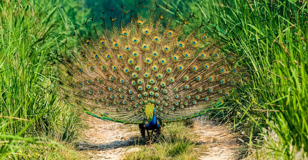 Top 10 Birdwatching Destinations in Nepal