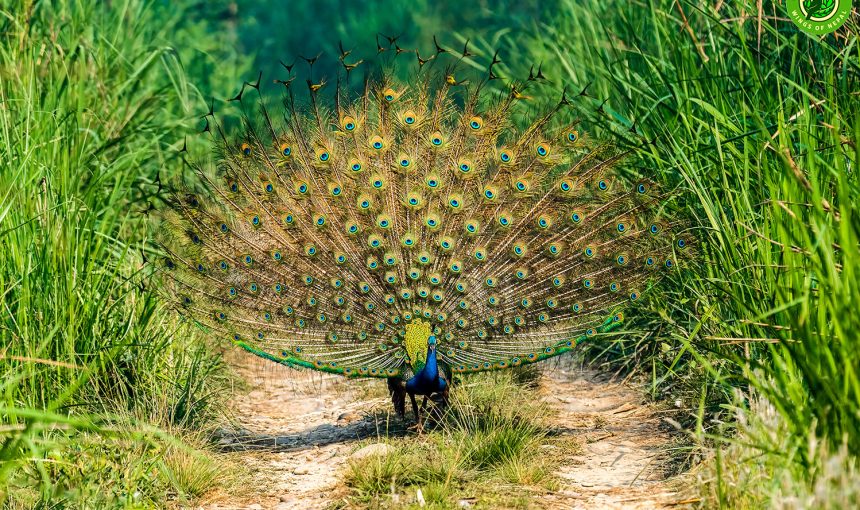 Top 10 Birdwatching Destinations in Nepal