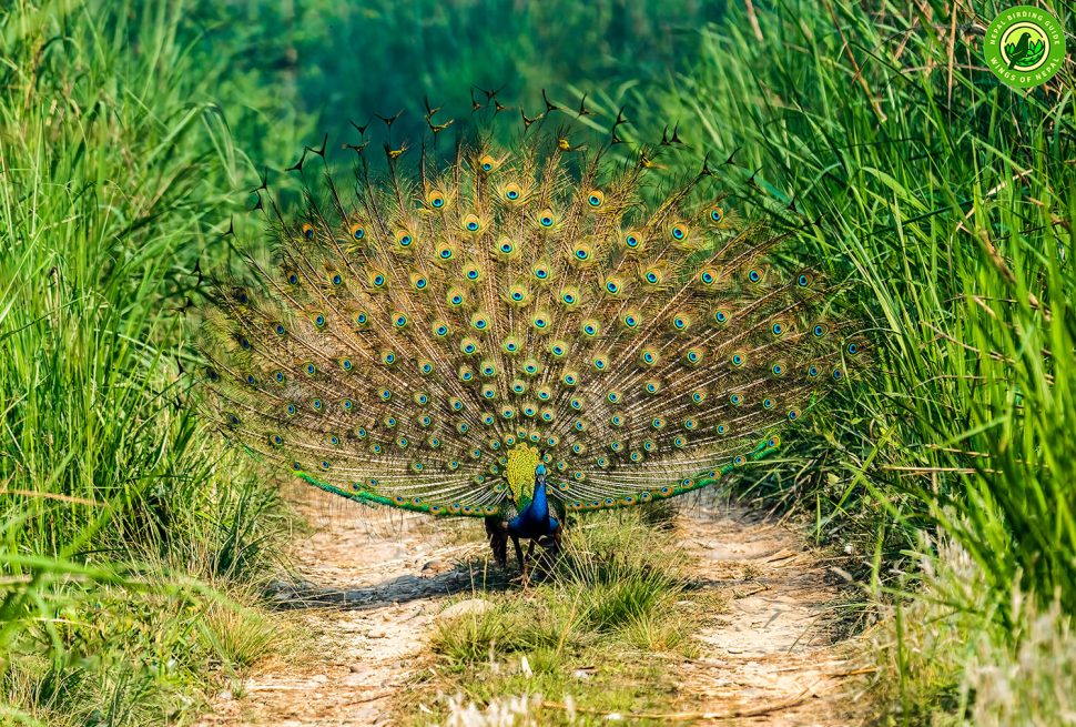 Top 10 Birdwatching Destinations in Nepal