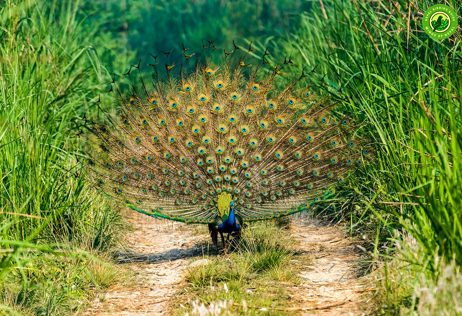 Top 10 Birdwatching Destinations in Nepal