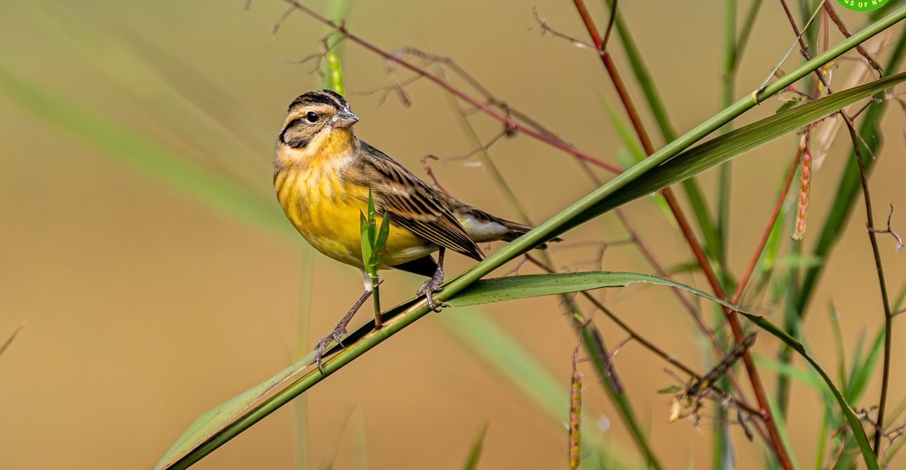 Yellow-breasted Bunting