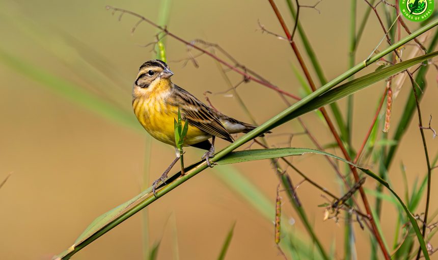 Yellow-breasted Bunting