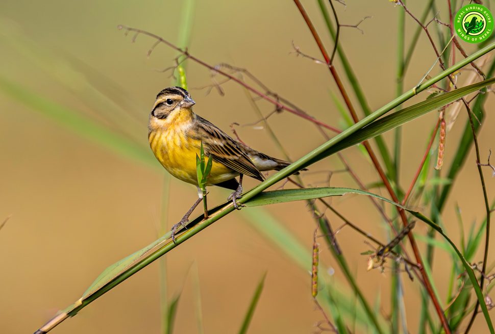 Yellow-breasted Bunting