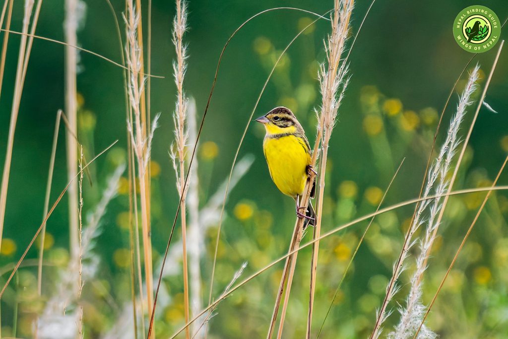 Yellow breasted Bunting Feeding Habitat Nepal Birding Tour | Bird Watching Tour in Nepal