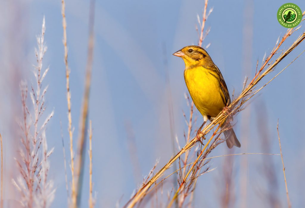 Yellow breasted Bunting Habitat shot Nepal Birding Tour | Bird Watching Tour in Nepal