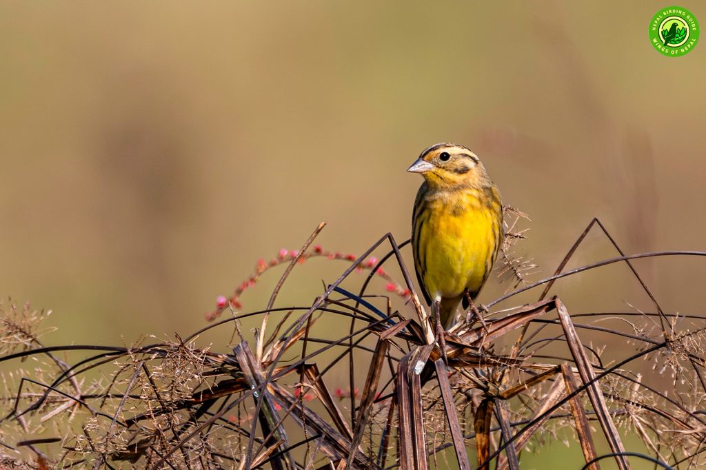 Yellow breasted Bunting Sunbathing Nepal Birding Tour | Bird Watching Tour in Nepal