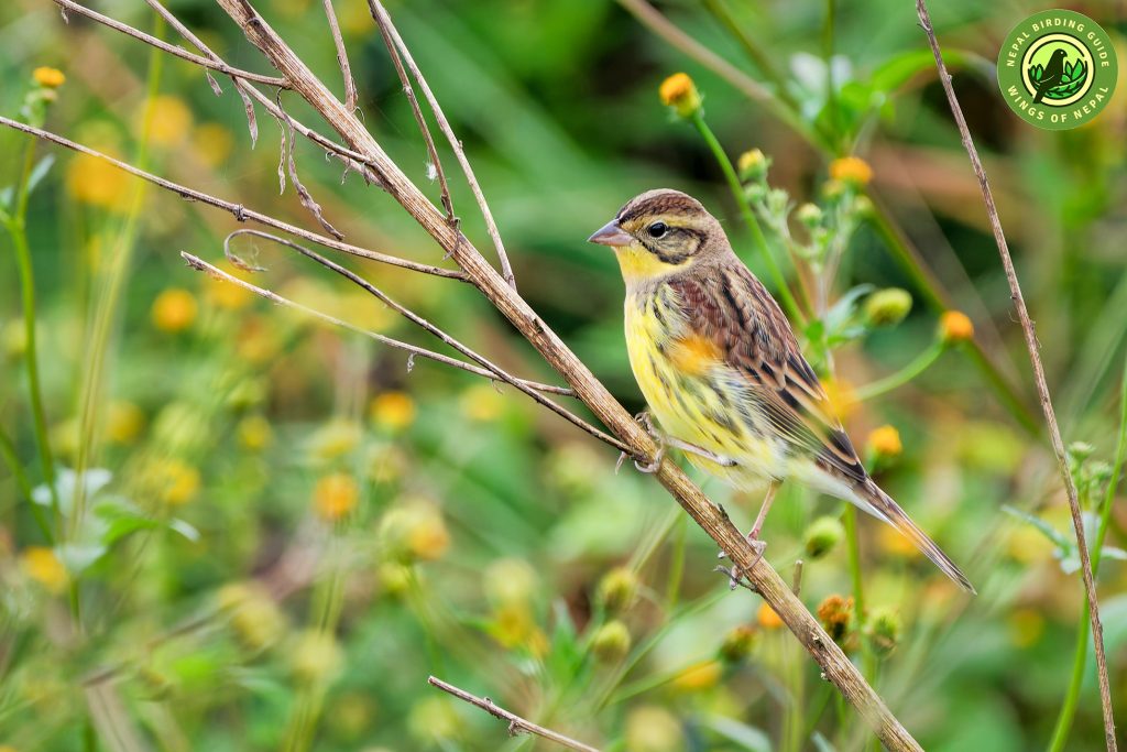Yellow breasted Bunting in Habitat Nepal Birding Tour | Bird Watching Tour in Nepal