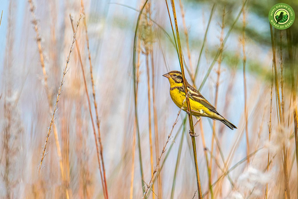 Yellow breasted Bunting resting Nepal Birding Tour | Bird Watching Tour in Nepal