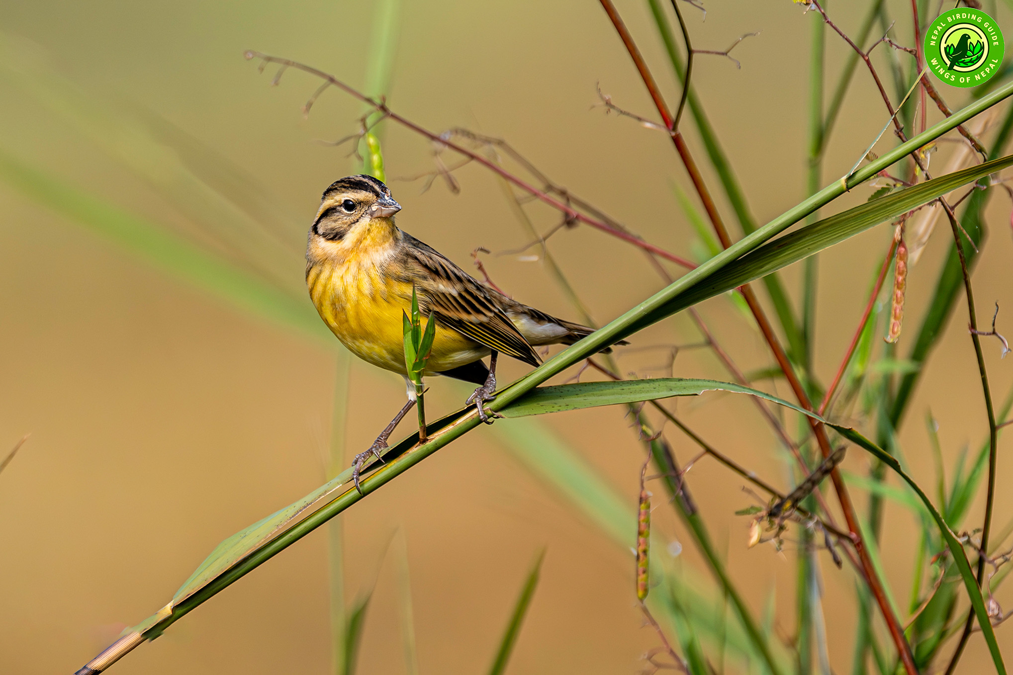 Yellow-breasted Bunting