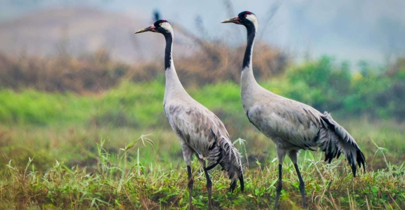 Common Crane