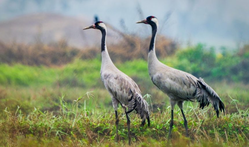 Common Crane